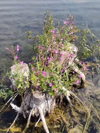 Neuer Kiessee II (Geratal Kies)