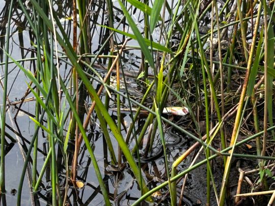 Kleiner Lienewitzsee-1