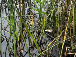 Kleiner Lienewitzsee-1