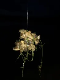 Nördlicher Baggersee Altenheim -1