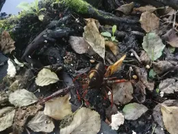 Teiche ASV Rehlingen (Siersburg)-3