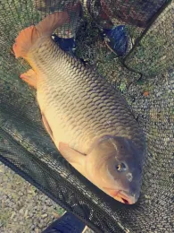 Goldberger Teich (Mettmann)-2