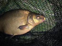 Goldberger Teich (Mettmann)-4