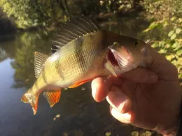 Goldberger Teich (Mettmann)-3