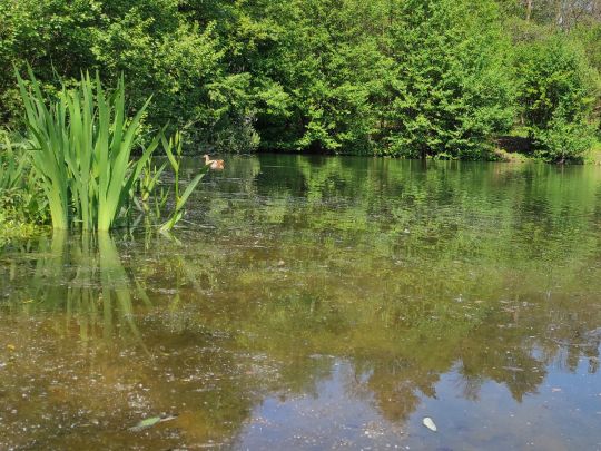 Weiher unter der Hochspannung-3