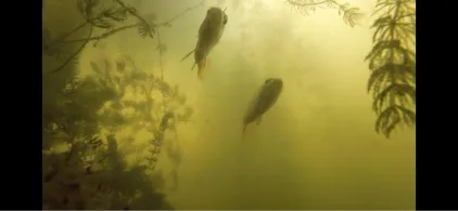 Teich 1 (Bad Belzig)-1