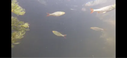 Teich 1 (Bad Belzig)-2