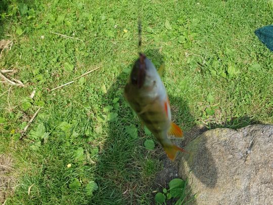 Teich 1 (Bad Belzig)-4