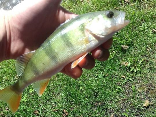 Krückau (Elmshorn)-1