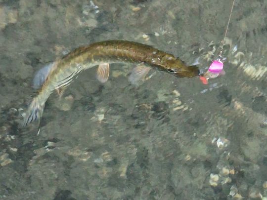 Baggersee Mittelgrund (Leutesheim)-1