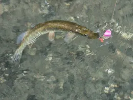 Baggersee Mittelgrund (Leutesheim)-1