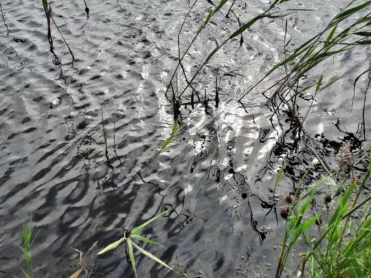 Alter Hafen Neßmersiel