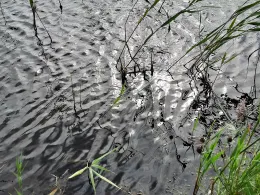 Alter Hafen Neßmersiel