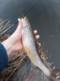 Wolfsteiner Ohe (Fürsteneck)