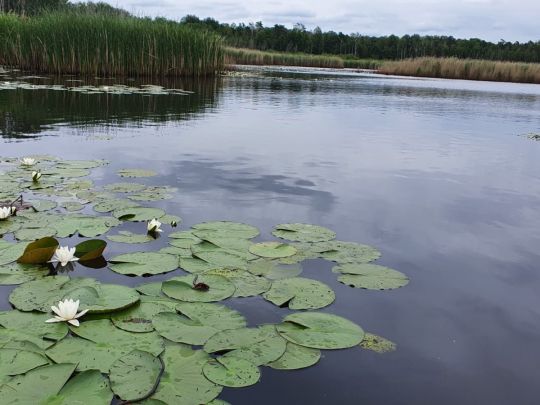 Pechteich (Neuliebel)-2