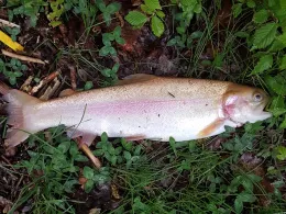 Angelseen Bissenmoor (Teich 1)-2