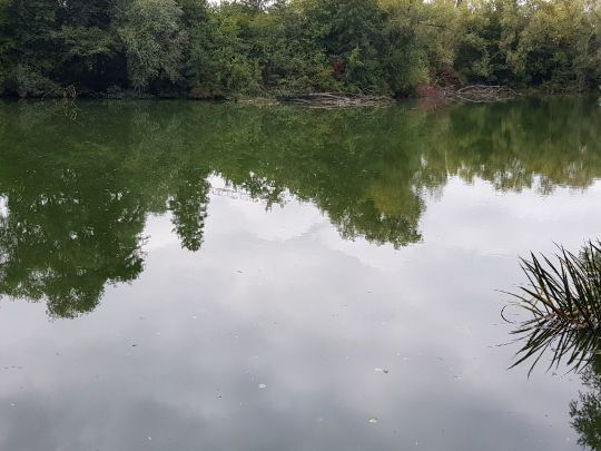 Moorteich (Darmstadt)