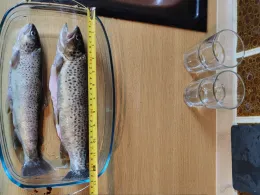 Angelsport & Fischzucht Neumühle