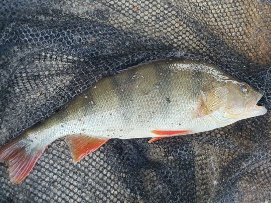 Tiefer See (Potsdam)-4