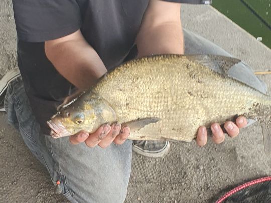 Tiefer See (Potsdam)-3