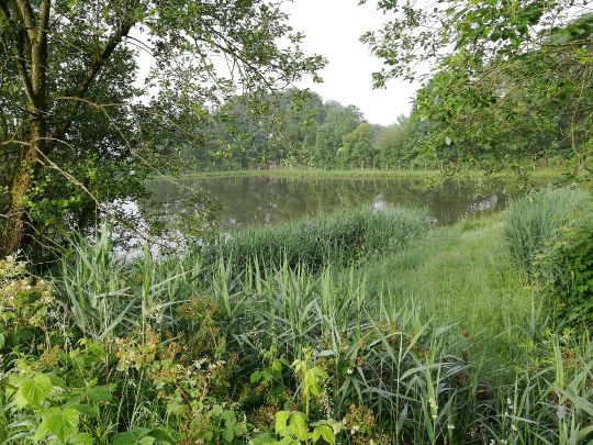 Teichanlage Neunkhausen-1