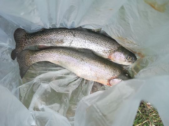 Fischzucht Rhönforelle (Gersfeld)-3