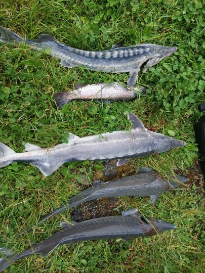 Fischzucht Rhönforelle (Gersfeld)-1