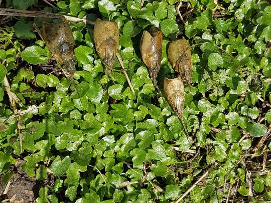Dortmund-Ems-Kanal (Münster-Gelmer)-2