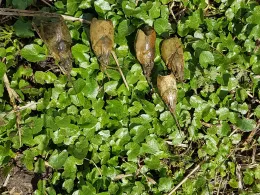 Dortmund-Ems-Kanal (Münster-Gelmer)-2