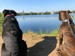 Ziegelinnensee Schwerin-1