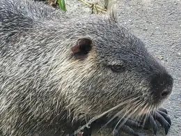 Bridge's Lake (Terni)-1