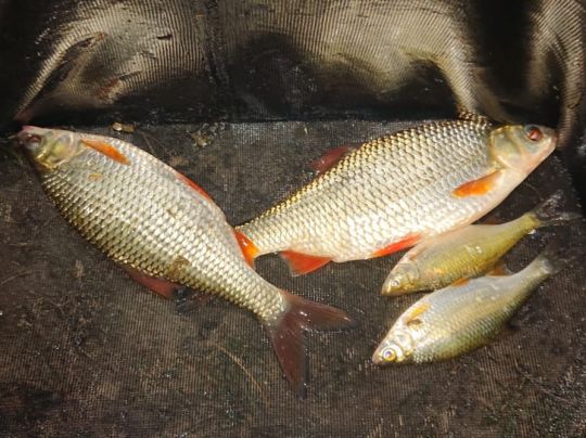 Lindensee (Ottersdorf)