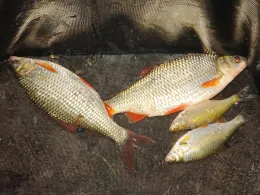 Lindensee (Ottersdorf)