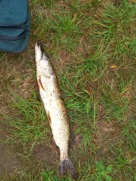 Lindensee (Ottersdorf)-1