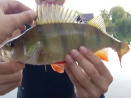 Lindensee (Ottersdorf)-2