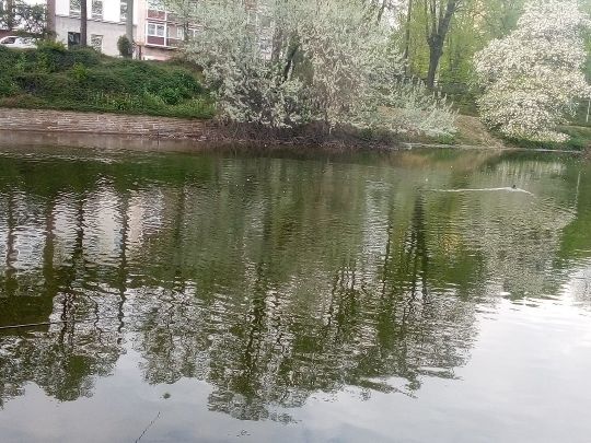 Schwanenspiegel (Düsseldorf)