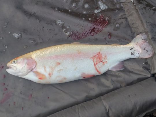 Angelparadies Burgdorf-2