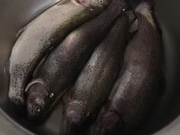 Angelparadies Burgdorf-1