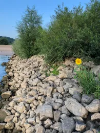 Rhein (Duisburg)-4