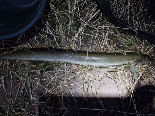 Main (Kemmern-Unterleiterbach)-1