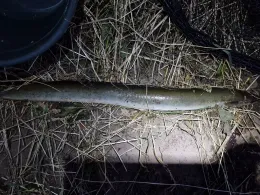 Main (Kemmern-Unterleiterbach)-1