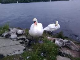 Havel (Pichelswerder)-2