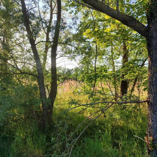 Teich am Klärwerk Waßmannsdorf-3