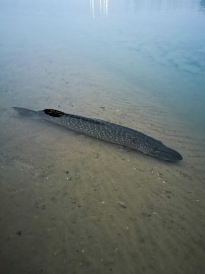 Baufeld Wörbzig 1-3-1