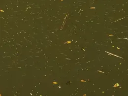 Dahme (Königs Wusterhausen)-1