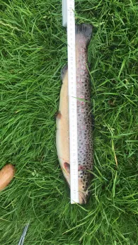 Örtze (Hermannsburg)