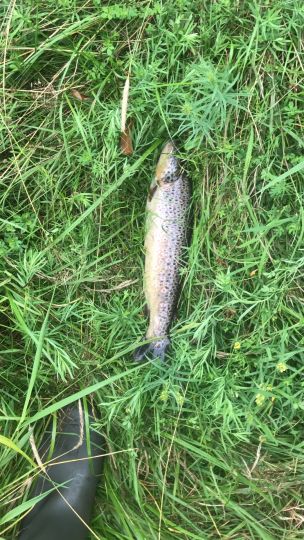 Örtze (Hermannsburg)-1