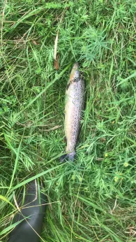 Örtze (Hermannsburg)-1