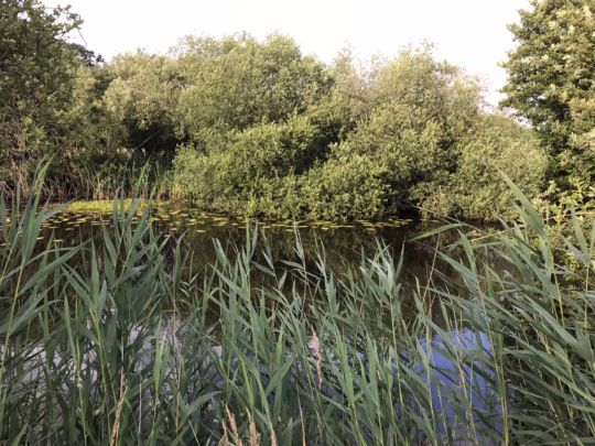 Buschkuhle (Rotenburg/Wümme)