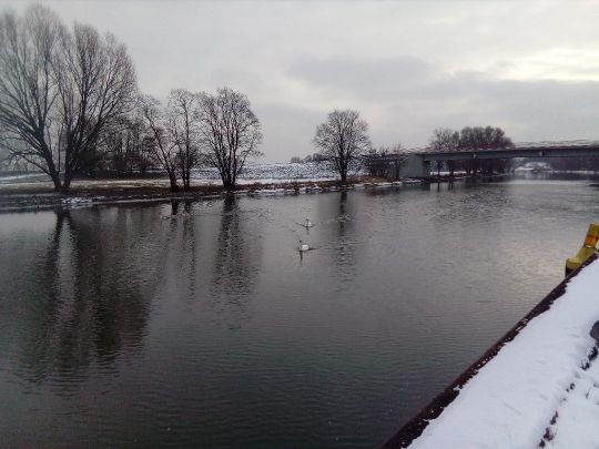 Hohensaaten-Friedrichsthaler Wasserstraße (Lunow-Stolzenhagen) angeln